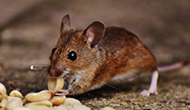 24 Hour & Emergency Exterminators in Kirtland, OH